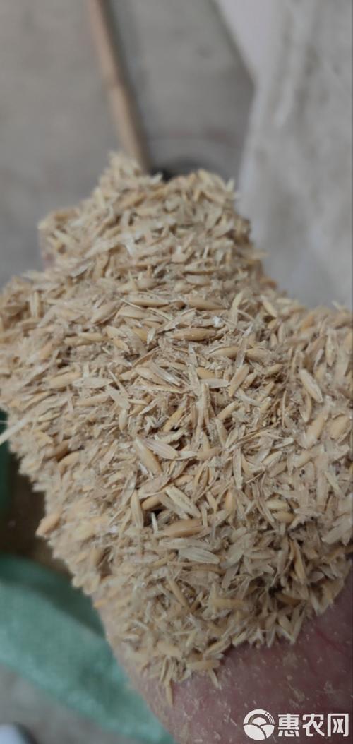 从燕麦壳到麦壳网络 一场关于自然、边界与归属的再定义