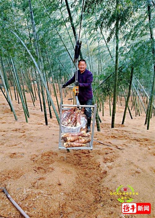 雷竹园铺就“保暖被” 砻糠稻草麦壳助力村民增收
