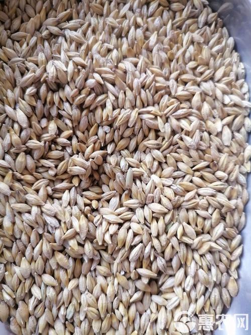 新货带壳大麦大量批发 从麦芽到猫草，一料多用，商机无限